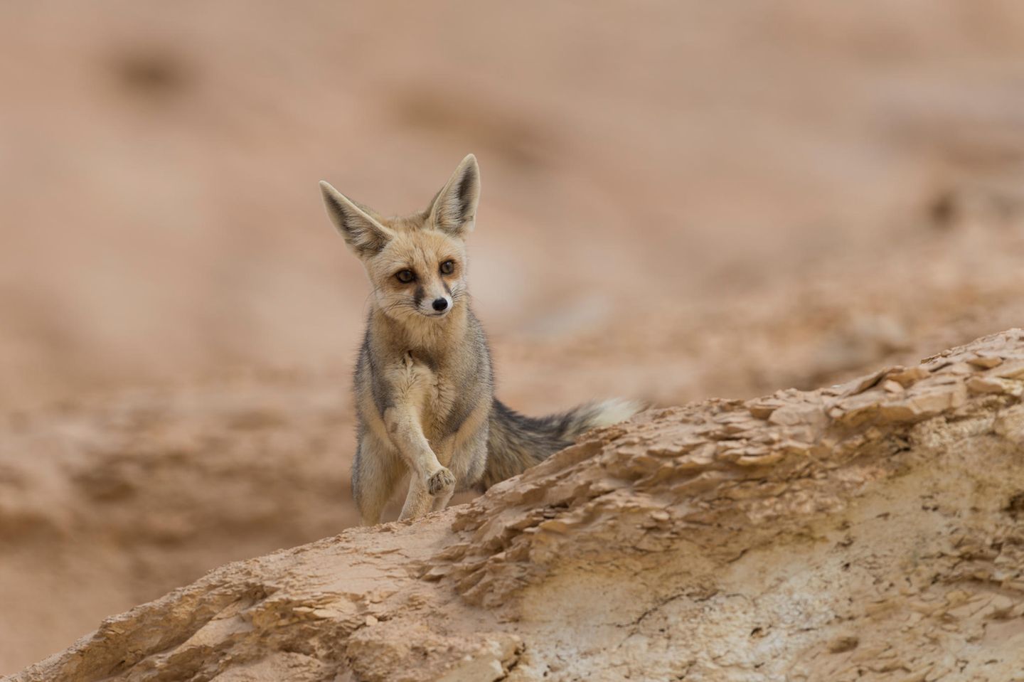 Rüppellfuchs Rüppelfuchs