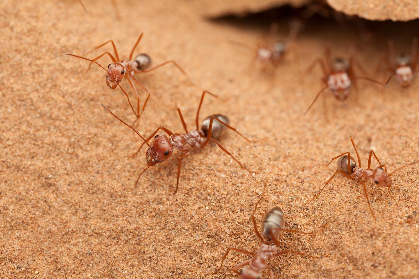 Silberameise Silberameisen, Sahara