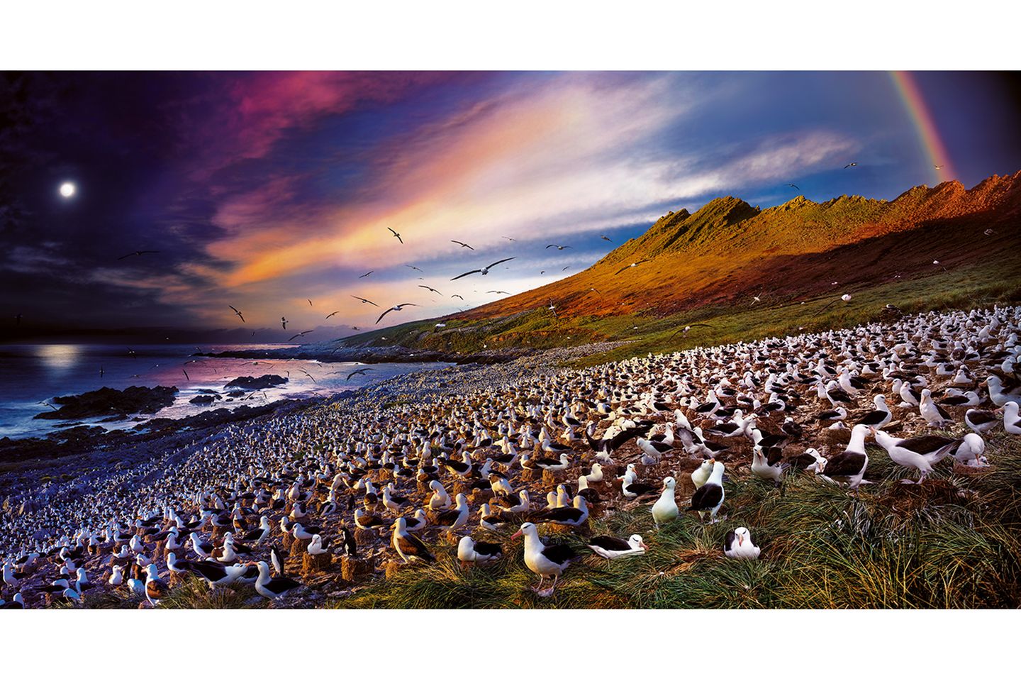 Steeple Jason, Falkland Islands, 2017 “The World Wildlife Fund has a houseon Steeple Jason that I was fortunateto stay in. The island is sparse—fewpeople have ever set foot on the island.I spent 36 hours photographing thenuanced behavior of the black- browedalbatross that can fly1.5 million milesin a lifetimeand mates for life.” Steeple Jason, Falkland Islands, 2017. © 2019 Stephen Wilkes
