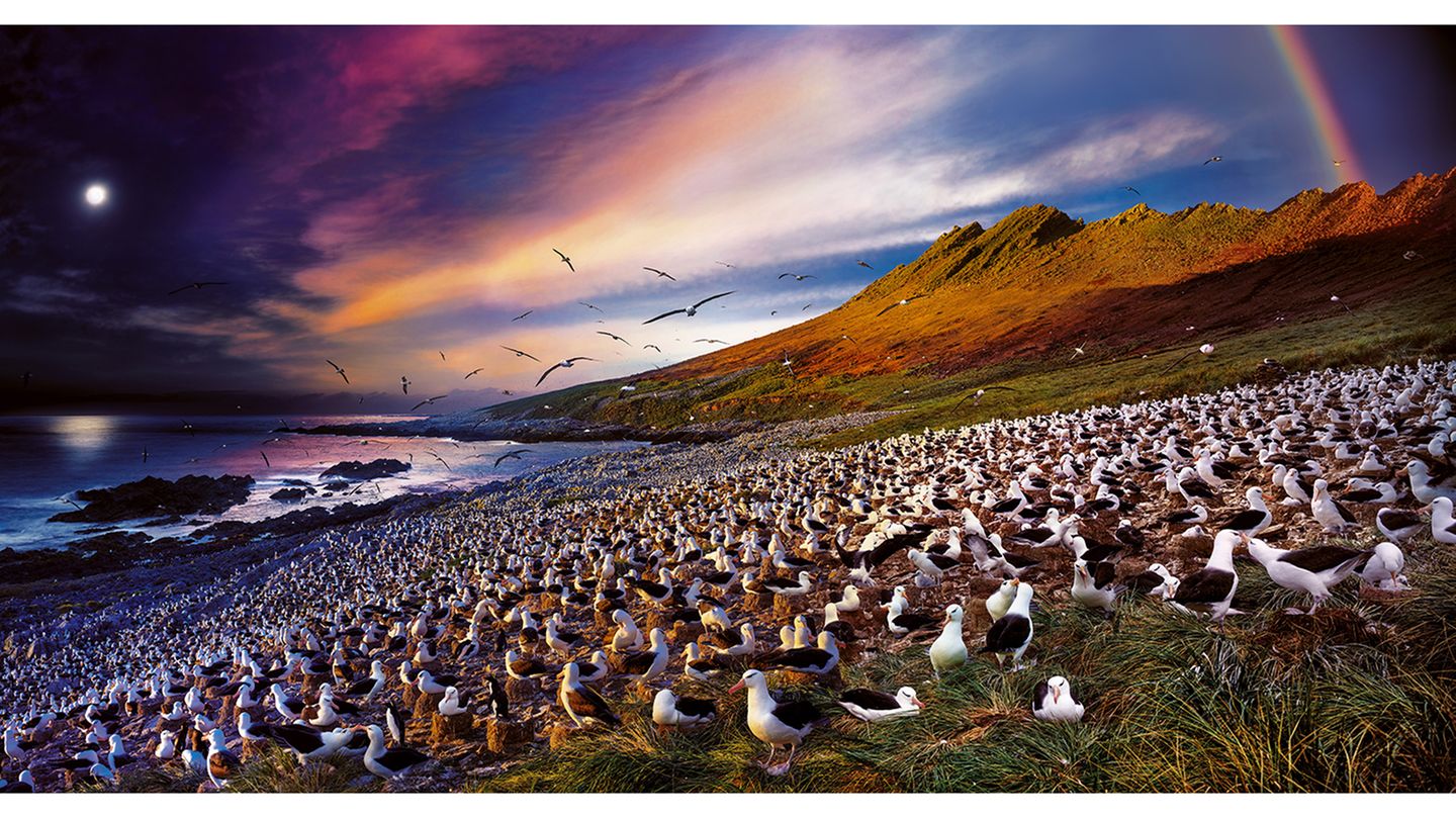 “The World Wildlife Fund has a houseon Steeple Jason that I was fortunateto stay in. The island is sparse—fewpeople have ever set foot on the island.I spent 36 hours photographing thenuanced behavior of the black- browedalbatross that can fly1.5 million milesin a lifetimeand mates for life.”  Steeple Jason, Falkland Islands, 2017. © 2019 Stephen Wilkes