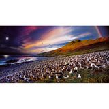 “The World Wildlife Fund has a houseon Steeple Jason that I was fortunateto stay in. The island is sparse—fewpeople have ever set foot on the island.I spent 36 hours photographing thenuanced behavior of the black- browedalbatross that can fly1.5 million milesin a lifetimeand mates for life.”  Steeple Jason, Falkland Islands, 2017. © 2019 Stephen Wilkes