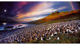 “The World Wildlife Fund has a houseon Steeple Jason that I was fortunateto stay in. The island is sparse—fewpeople have ever set foot on the island.I spent 36 hours photographing thenuanced behavior of the black- browedalbatross that can fly1.5 million milesin a lifetimeand mates for life.”  Steeple Jason, Falkland Islands, 2017. © 2019 Stephen Wilkes