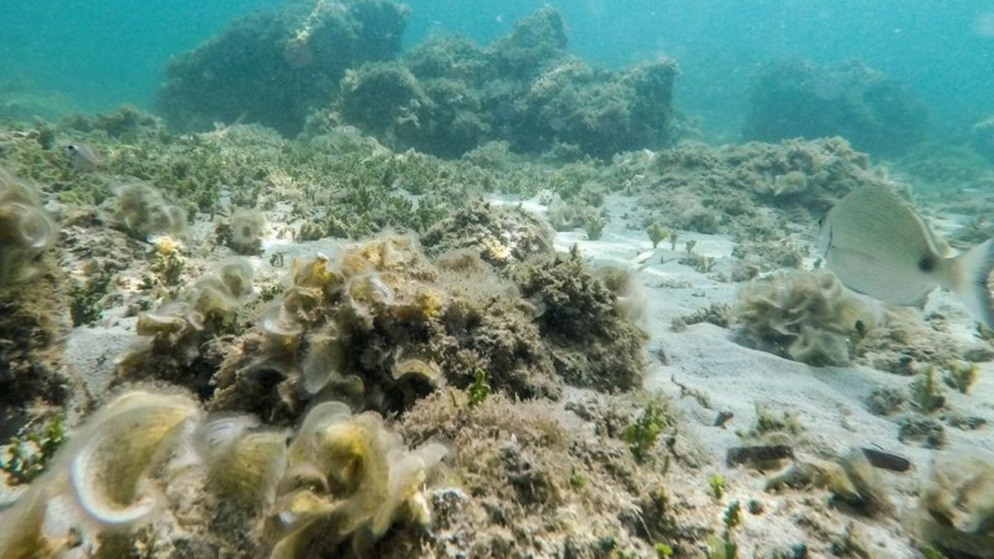 Übertroffen: Der bisherige Höchstwert der an der Oberfläche des Mittelmeers gemessenen Temperatur stammte aus dem Jahr 2003