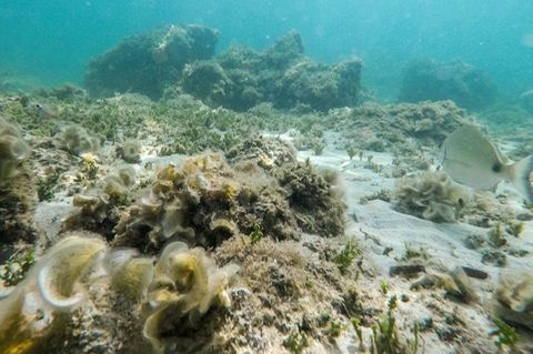 Übertroffen: Der bisherige Höchstwert der an der Oberfläche des Mittelmeers gemessenen Temperatur stammte aus dem Jahr 2003