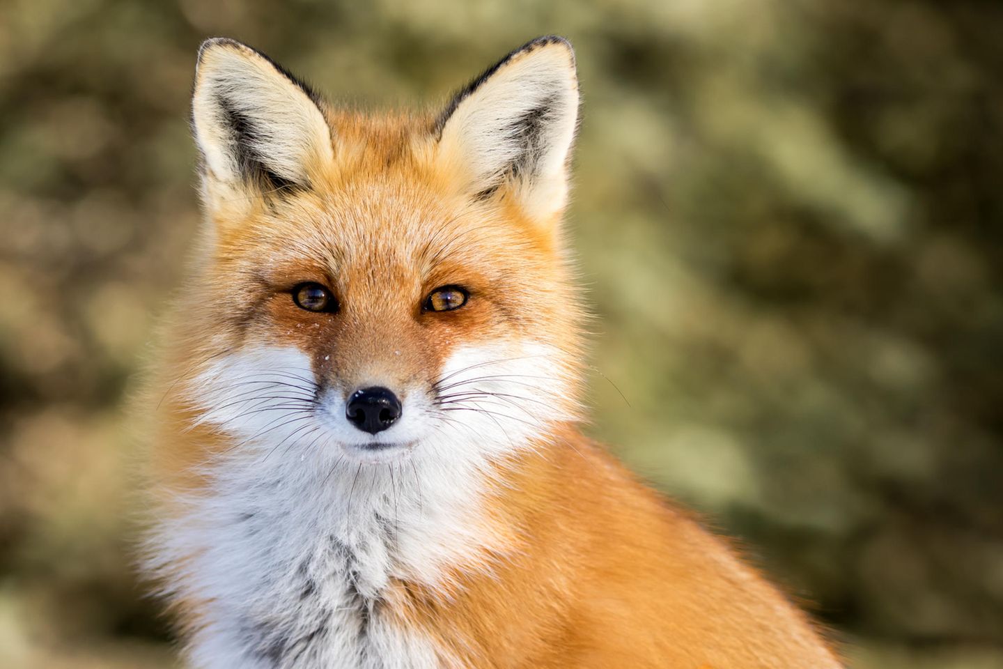 Der Fuchs - Tierlexikon für Kinder