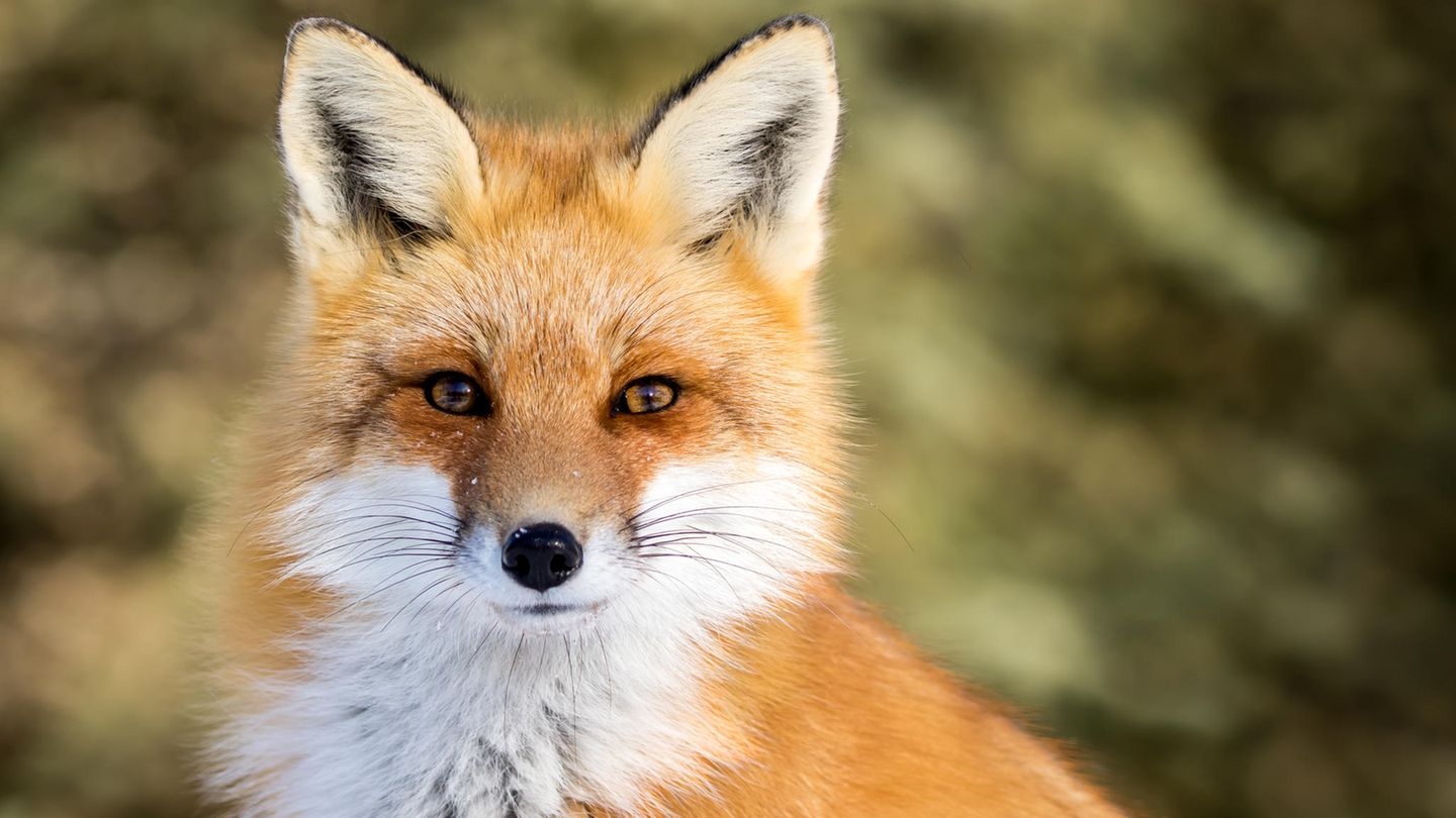 Ein Fuchs vor grün