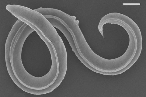 Wiederbelebter Fadenwurm aus dem Permafrost Sibiriens (Maßstabsbalken = 20 Mikrometer)