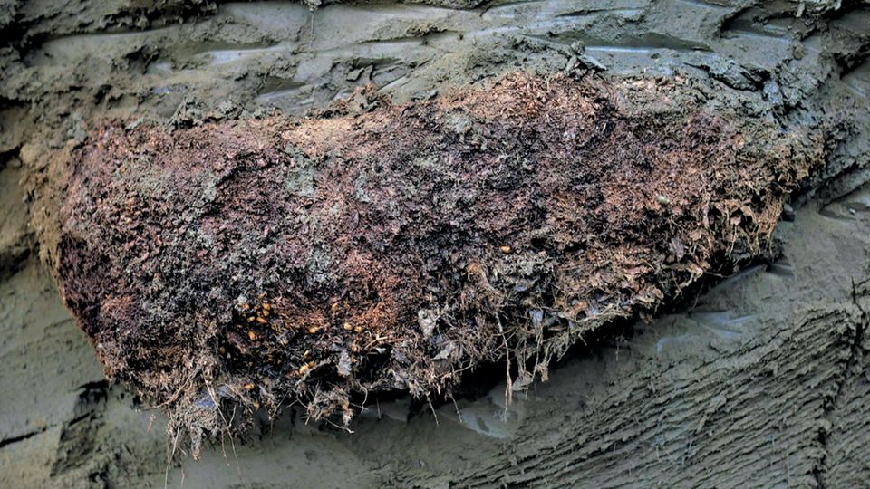 Forschung: In diesem Pflanzenmaterial, das 40 Meter tief im Permafrost – im ehemaligen Bau eines arktischen Hörnchens – lagerte, fanden die Forschenden die tiefgefrorenen Fadenwürmer. Im Labor erwachten die Winzlinge wieder zum Leben In diesem Pflanzenmaterial, das 40 Meter tief im Permafrost – im ehemaligen Bau eines arktischen Hörnchens – lagerte, fanden die Forschenden die tiefgefrorenen Fadenwürmer. Im Labor erwachten die Winzlinge wieder zum Leben