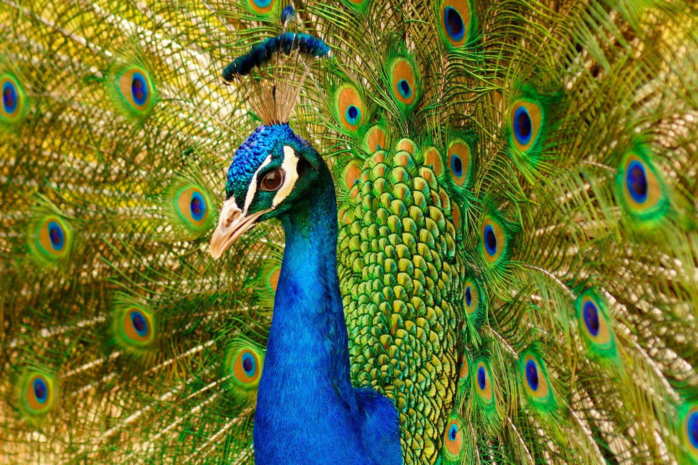 Bereits in den Sagen der griechischen Antike wird der farbenfrohe Pfau erwähnt. Die blauen "Augen" auf seinem Federkleid sollen Fressfeinde abschrecken