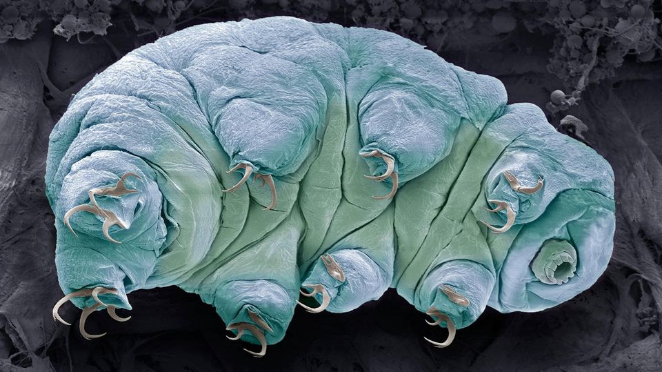 Forschung: Auch Bärtierchen (Tardigraden) sind extrem robust: Die Winzlinge können mitunter sehr lange in Dauerstadien verbringen. Offenbar können die auch Wasserbären genannten Tiere sogar im Weltall überleben Auch Bärtierchen (Tardigraden) sind extrem robust: Die Winzlinge können mitunter sehr lange in Dauerstadien verbringen. Offenbar können die auch Wasserbären genannten Tiere sogar im Weltall überleben