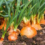 Winterzwiebeln für den nächsten Frühling stecken