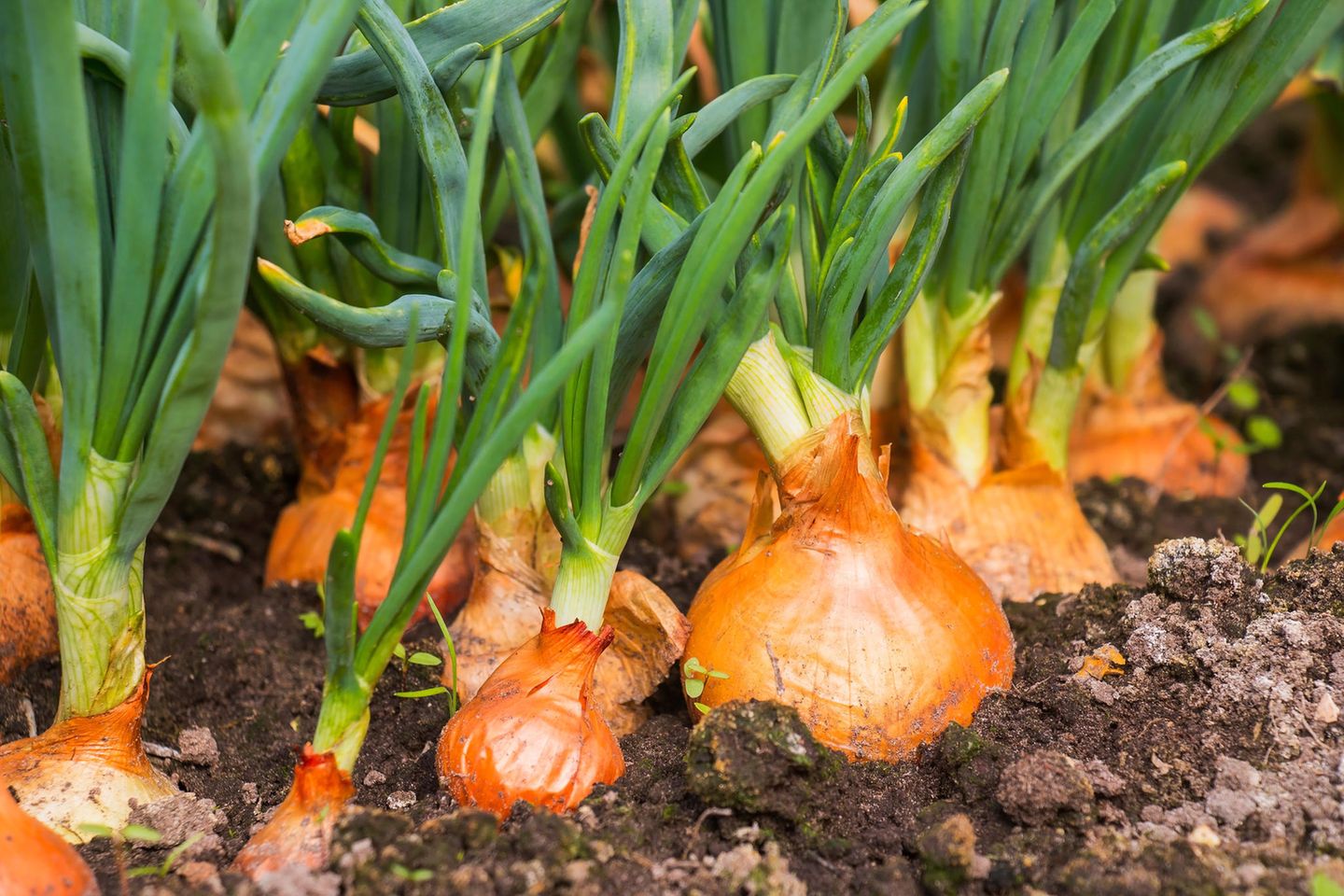 Winterzwiebeln für den nächsten Frühling stecken
