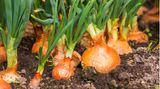 Winterzwiebeln für den nächsten Frühling stecken