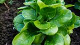 Feldsalat für die Oktoberernte bis Mitte August aussäen