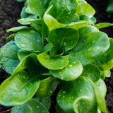 Feldsalat für die Oktoberernte bis Mitte August aussäen