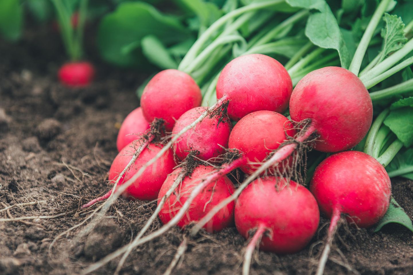 Radieschen: Unkompliziert und schnell reif