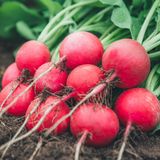 Radieschen: Unkompliziert und schnell reif