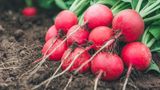 Radieschen: Unkompliziert und schnell reif