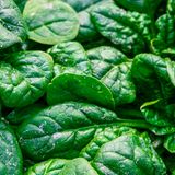 Spinat: Aussaat jetzt im Freiland oder Kübel möglich