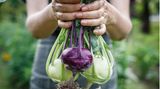 Kohlrabi für den späten Anbau im August