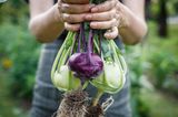 Kohlrabi für den späten Anbau im August