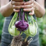 Kohlrabi für den späten Anbau im August