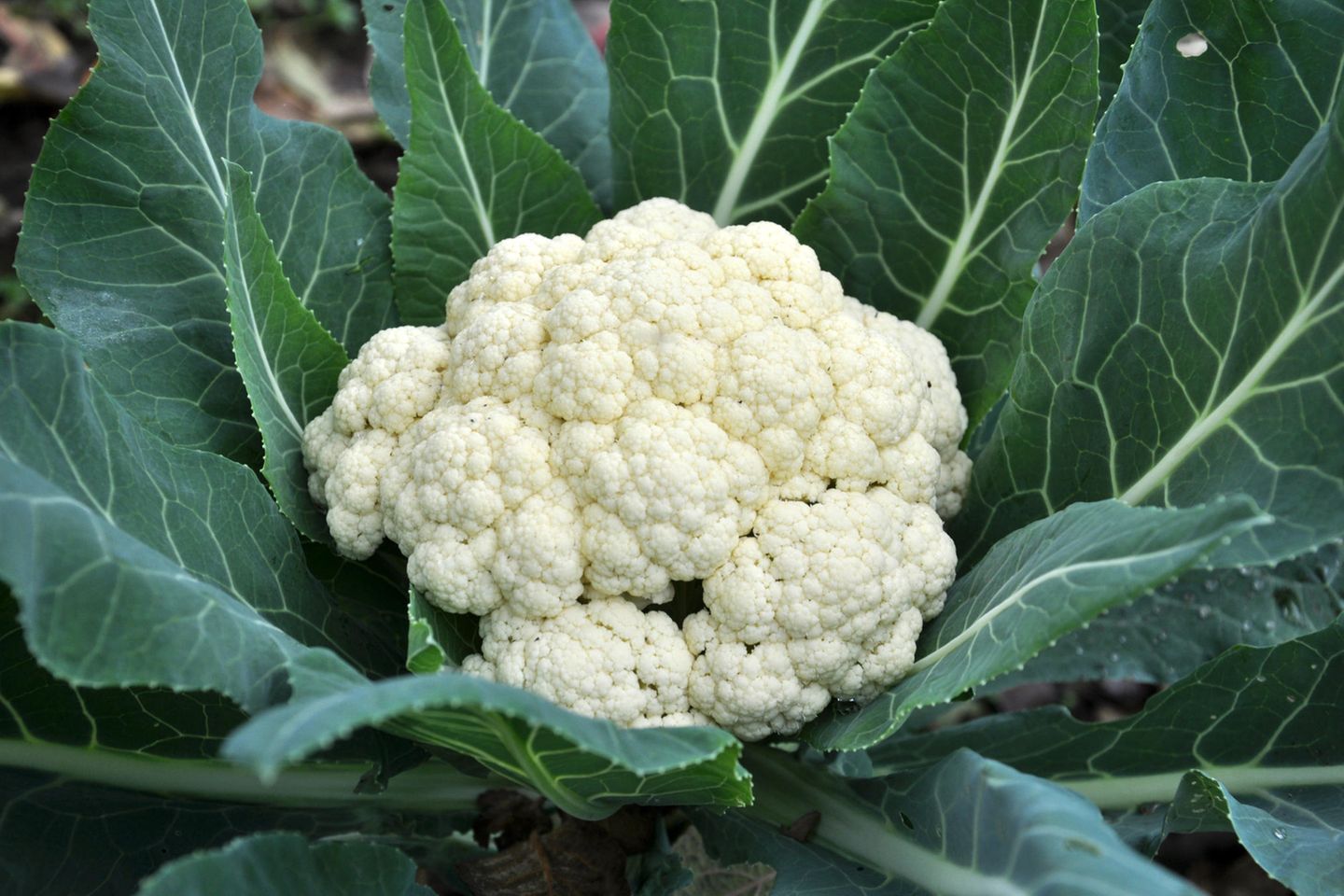 Blumenkohl: Jungpflanzen setzen oder Winterkohl aussäen
