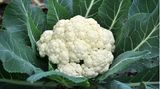 Blumenkohl: Jungpflanzen setzen oder Winterkohl aussäen