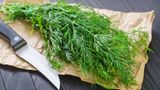 Dill kann jetzt noch ins Freiland