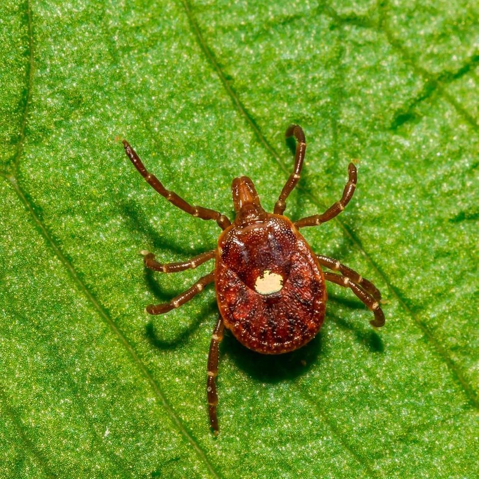 Lone-Star-Zecke auf einem Blatt