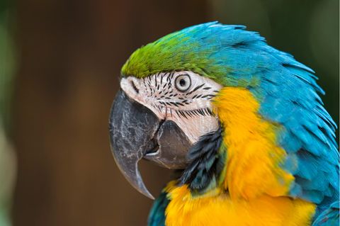 GEO WILD: "Das Leben in Farbe" mit David Attenborough: Eine Reise in die Welt der Tiere