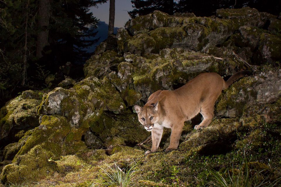 Vom Blitz getroffen zu werden, ist "tausendmal wahrscheinlicher", als von einem Puma angegriffen zu werden. Unmöglich aber ist auch das nicht, zeigt die jüngste Attacke  1.5004