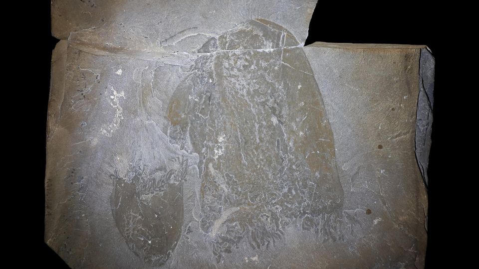 Steinplatte mit Fossil einer kleinen und einer großen Qualle