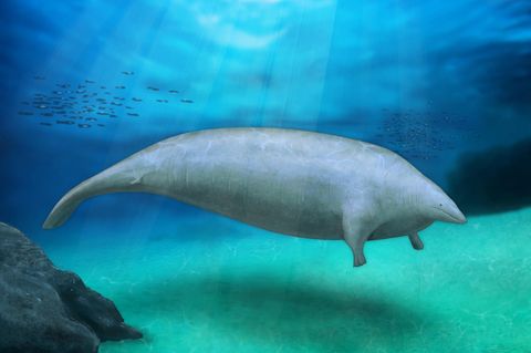 Perucetus colossus: Die neu beschriebene Spezies Perucetus colossus brachte möglicherweise bis zu 340 Tonnen auf die Waage (als Vorlage für die Illustration dienten Rekonstruktionen aus der Studie im Fachblatt Nature) Die neu beschriebene Spezies Perucetus colossus brachte möglicherweise bis zu 340 Tonnen auf die Waage (als Vorlage für die Illustration dienten Rekonstruktionen aus der Studie im Fachblatt Nature)