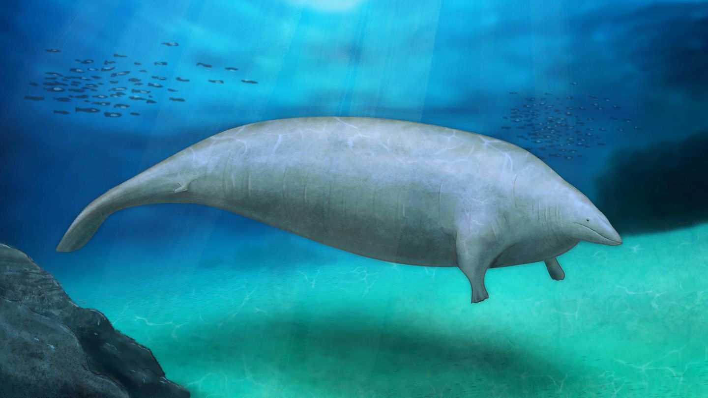 Die neu beschriebene Spezies Perucetus colossus brachte möglicherweise bis zu 340 Tonnen auf die Waage (als Vorlage für die Illustration dienten Rekonstruktionen aus der Studie im Fachblatt Nature)