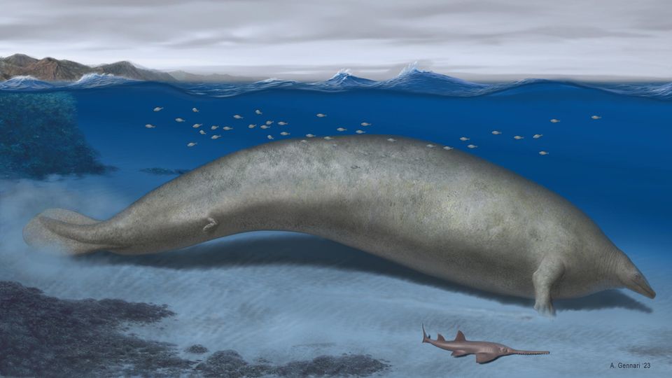 Perucetus colossus (hier eine Rekonstruktion aus der Veröffentlichung) hatte noch Überbleibsel seiner landlebenden Ahnen: kleine Extremitäten