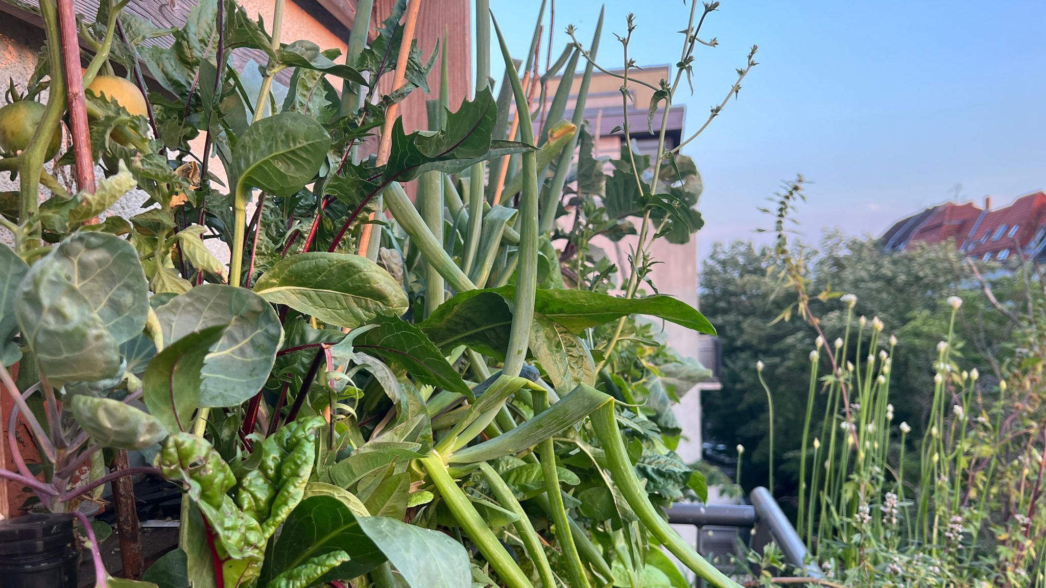 Ein Vertikalbeet auf dem Balkon, bewachsen mit Mangold, Lauch, Kohl