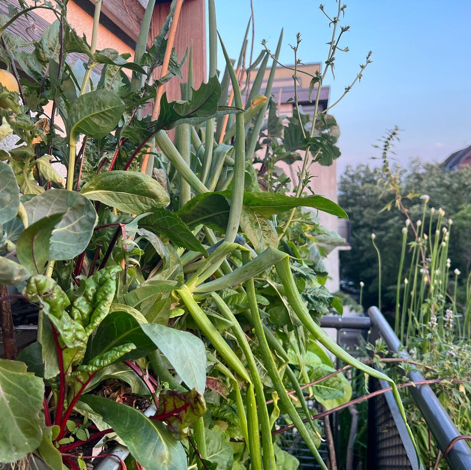 Ein Vertikalbeet auf dem Balkon, bewachsen mit Mangold, Lauch, Kohl