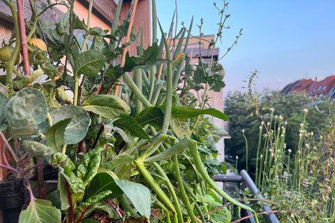 Ein Vertikalbeet auf dem Balkon, bewachsen mit Mangold, Lauch, Kohl