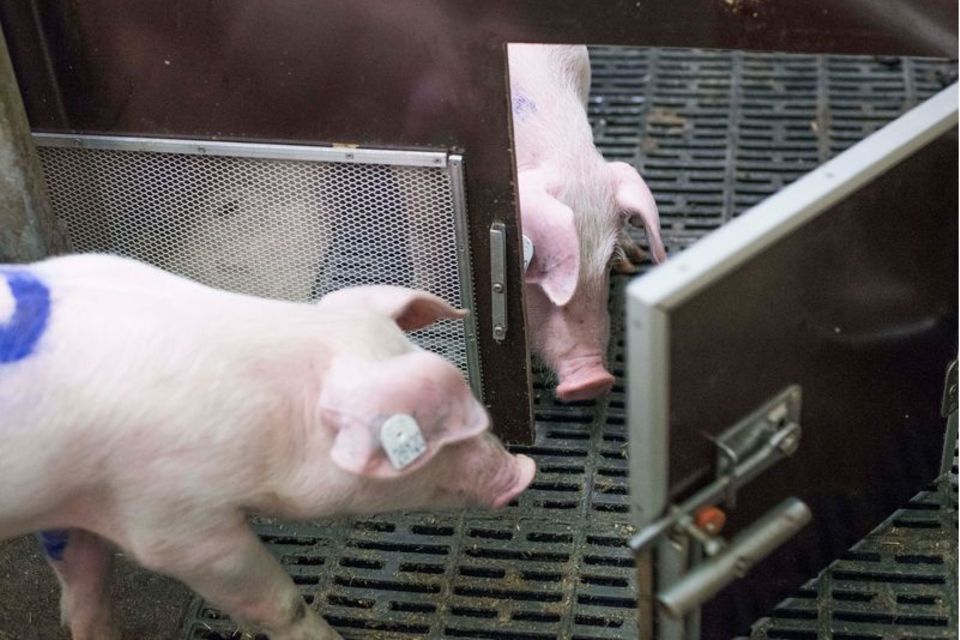 Bei einem Experiment des Forschungsinstituts für Nutztierbiologie (FBN) befreien Schweine ihre Artgenossen durch das Öffnen von