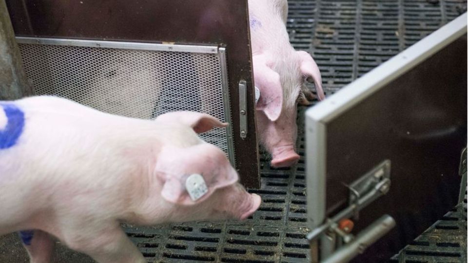 Bei einem Experiment des Forschungsinstituts für Nutztierbiologie (FBN) befreien Schweine ihre Artgenossen durch das Öffnen von Bei einem Experiment des Forschungsinstituts für Nutztierbiologie (FBN) befreien Schweine ihre Artgenossen durch das Öffnen von