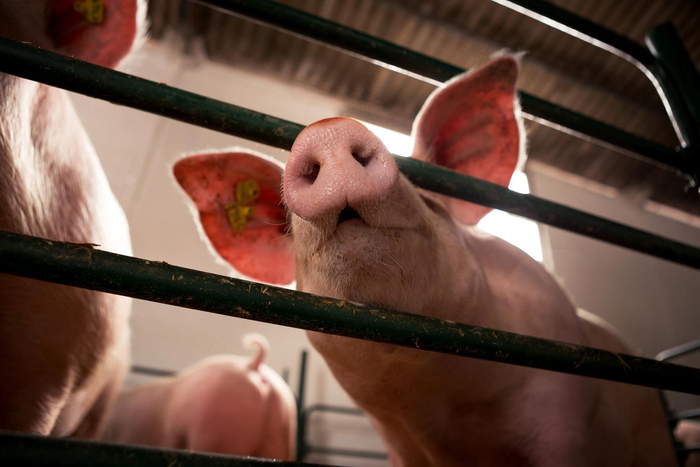 Es ist bekannt, dass Schweine hilfsbereite Tiere sind. Die Motivation dahinter ist aber noch nicht ganz geklärt