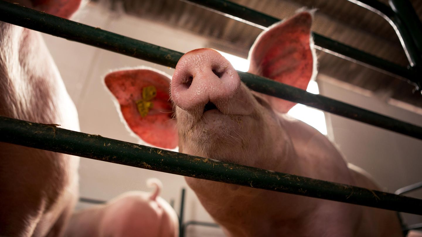 Es ist bekannt, dass Schweine hilfsbereite Tiere sind. Die Motivation dahinter ist aber noch nicht ganz geklärt
