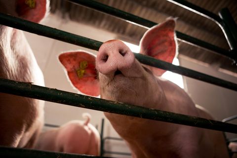 Landwirt aus Dielingen stattet sein Huhn mit Warnweste