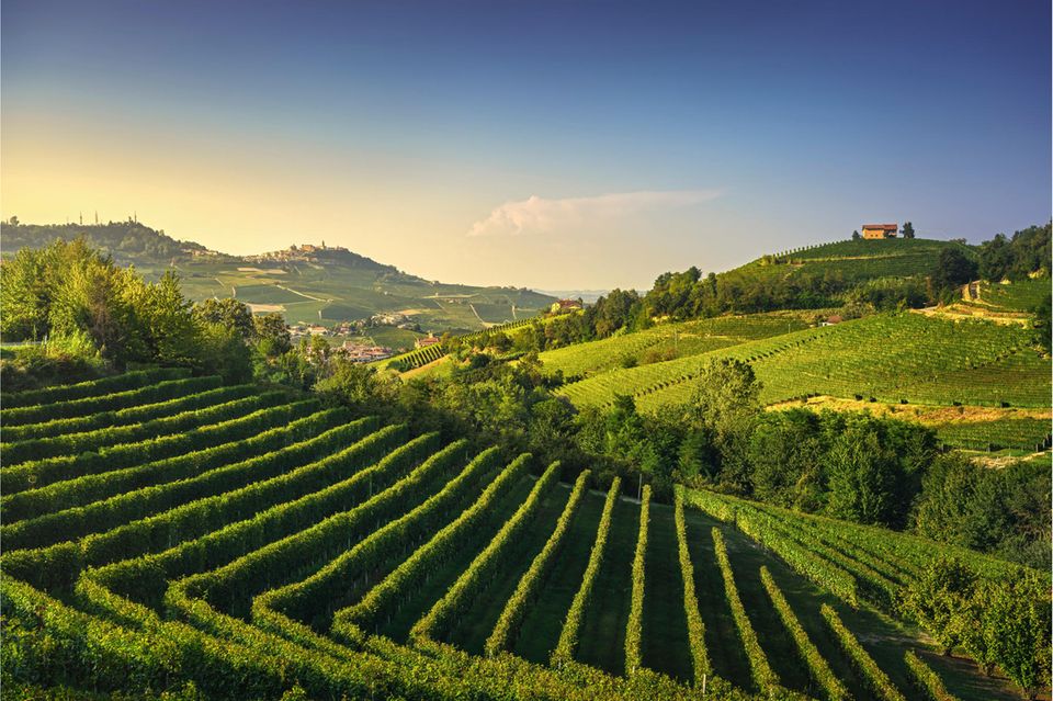 Weinberge im Piemont