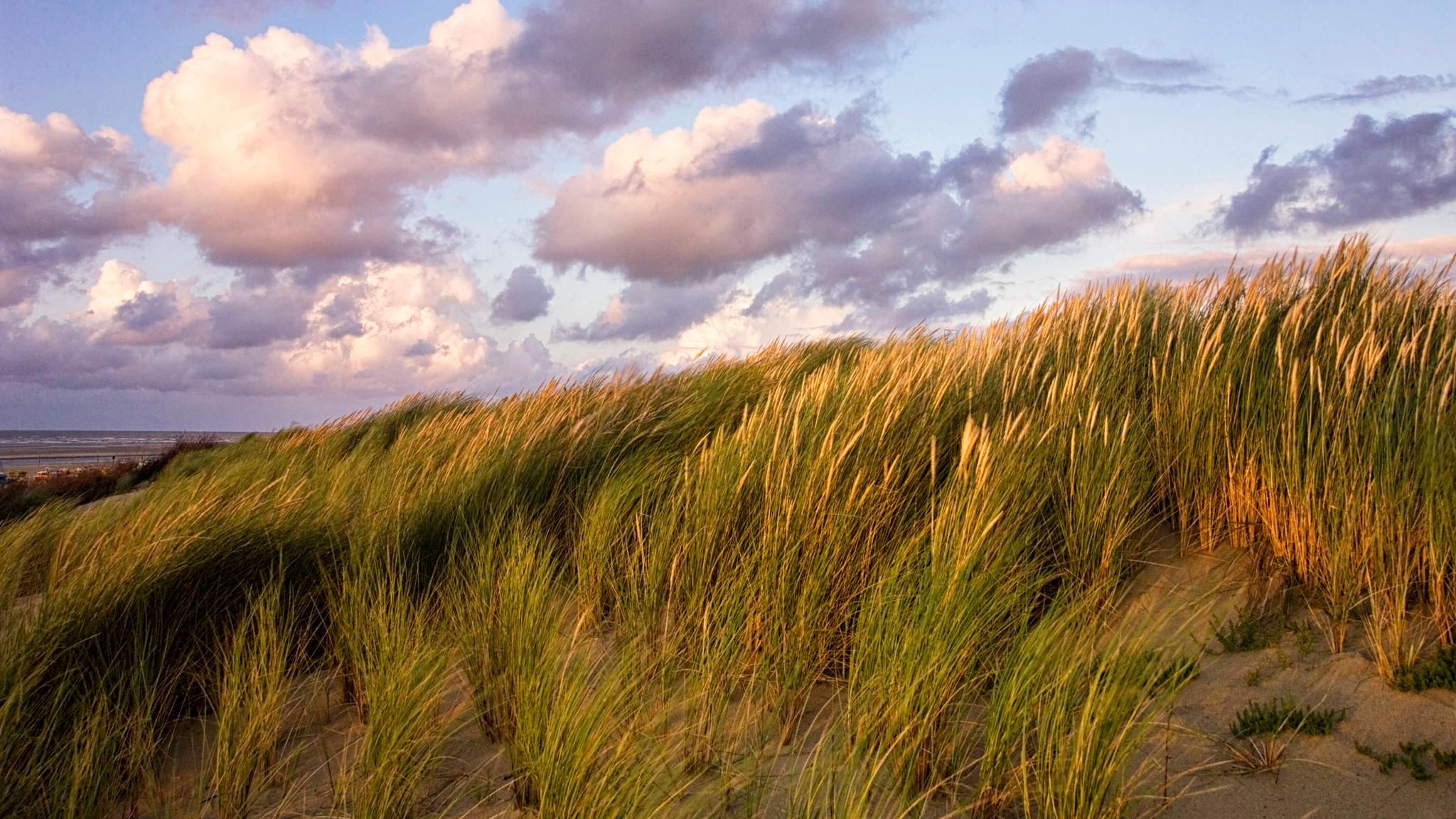 Botanik: Halme bewachsen ein Drittel der Landoberfläche Halme bewachsen ein Drittel der Landoberfläche