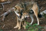 Ein ausgewachsener und ein junger Wolf in einem Wald