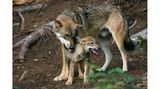 Ein ausgewachsener und ein junger Wolf in einem Wald