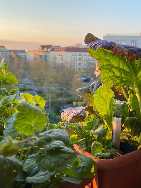 Zwei Balkonkästen mit Asiasalt, Postelein und Gundermann