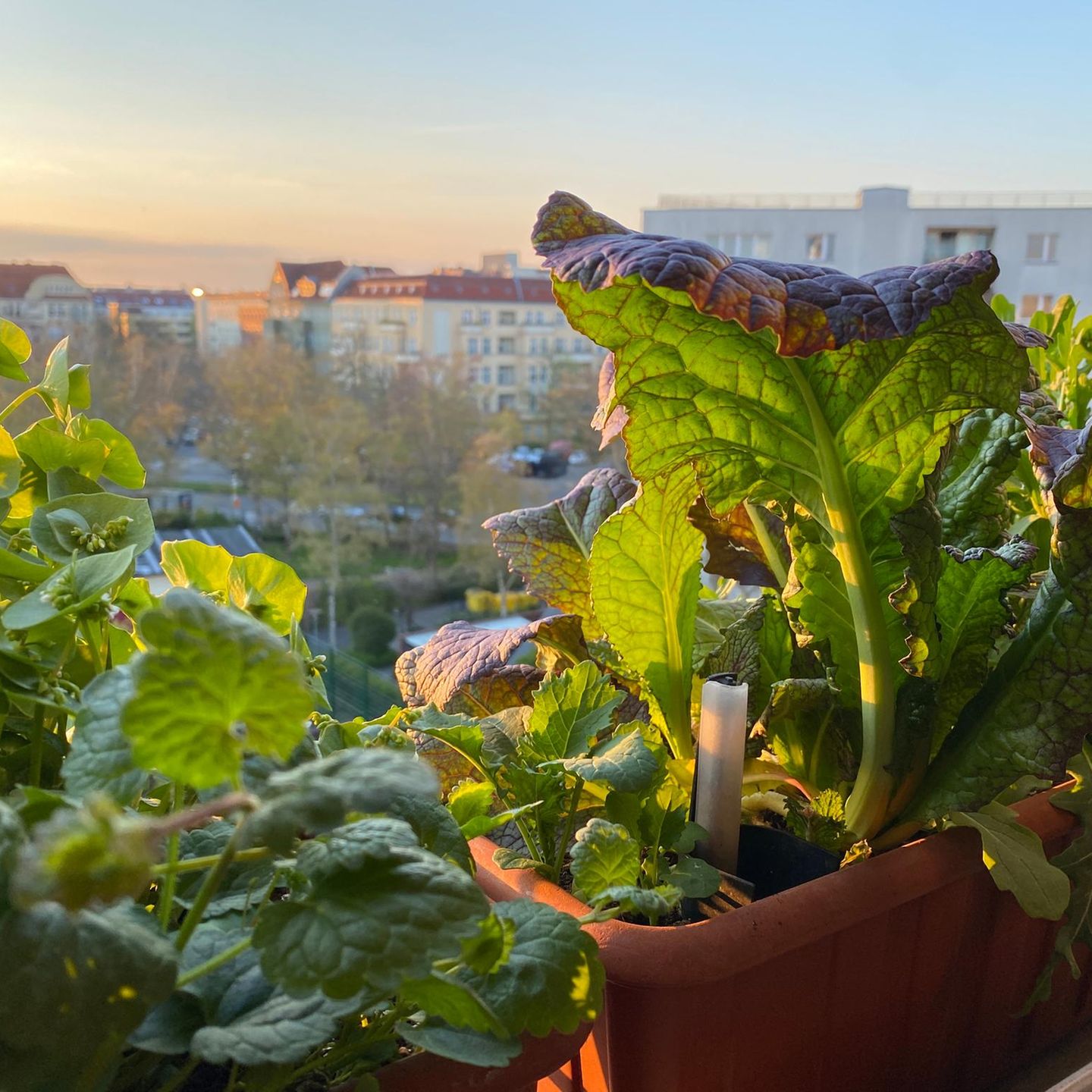 Zwei Balkonkästen mit Asiasalt, Postelein und Gundermann